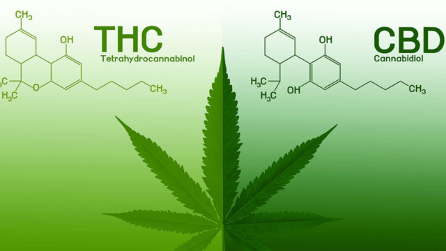THC vs CBD What's the Difference