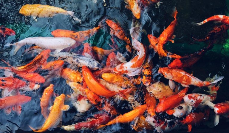 Essential Care Tips for a Healthy and Thriving Koi Population