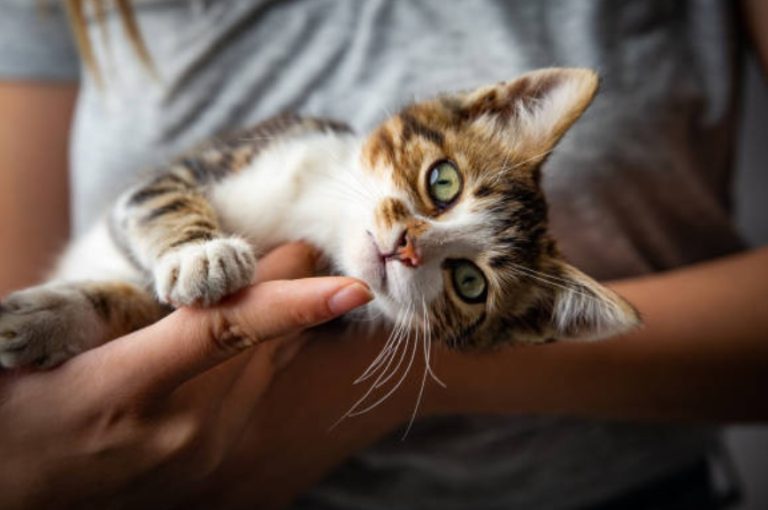 Kittens Seeking Homes: A Heartwarming Tale of Adoption Adventures