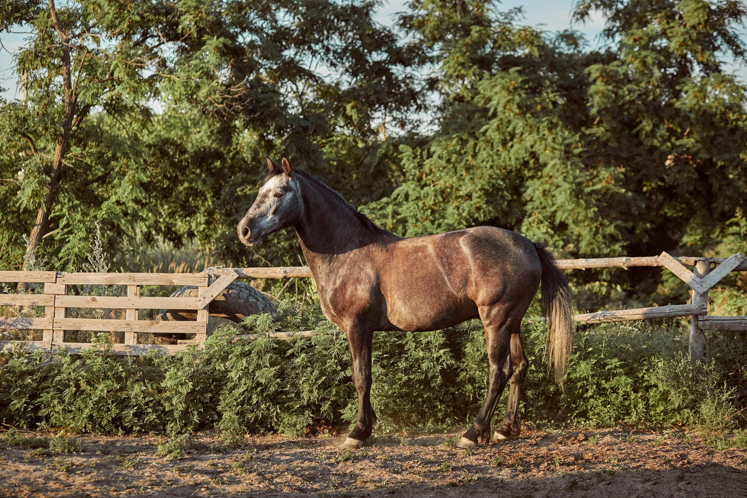 handsome-horse-paddock-farm-ranch-horse-beautiful-smart-pet