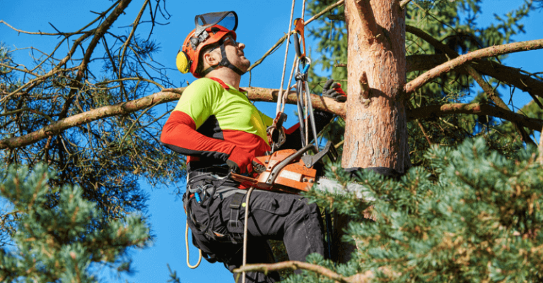 The Essential Role of Tree Surgeons: A Comprehensive Guide